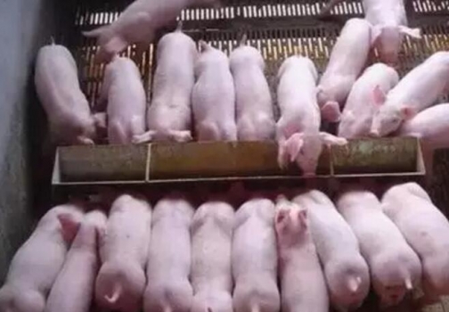 學(xué)會這幾招，解決乳豬誘飼難題！