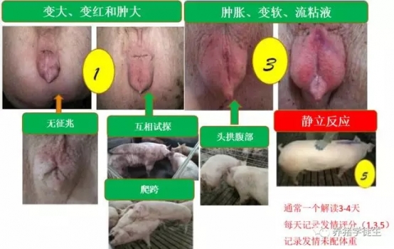 后備豬誘情管理
