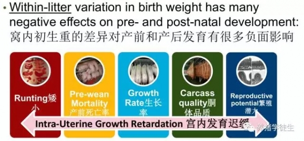 后備豬現(xiàn)狀及選育