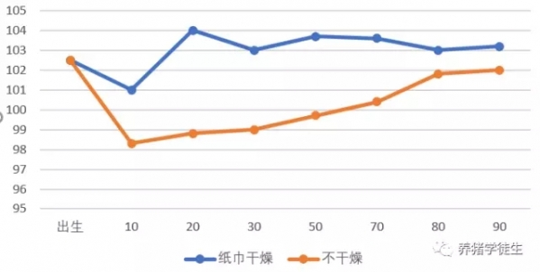 仔豬出生黃金24小時