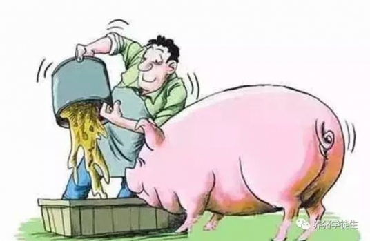 哺乳期采食量與母豬生產(chǎn)效率