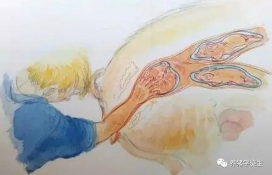 丹麥分娩舍管理（2）