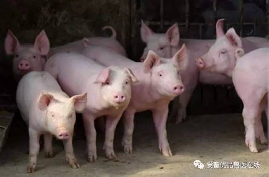 夏季這些菜，豬吃了能治??！