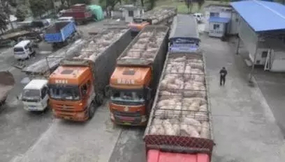 走私豬、走私肉十分猖獗！美國牛肉也將進(jìn)口到中國，未來豬市變數(shù)莫測！