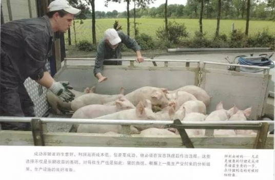 育肥豬不同生長階段的差別！