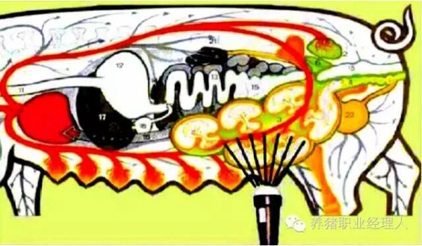 必修課 | 現(xiàn)場如何檢測每批豬的配種效率?