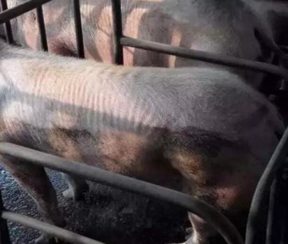 豬只處于健康和疾病之間的一種狀態(tài)---豬的亞健康及其危害？