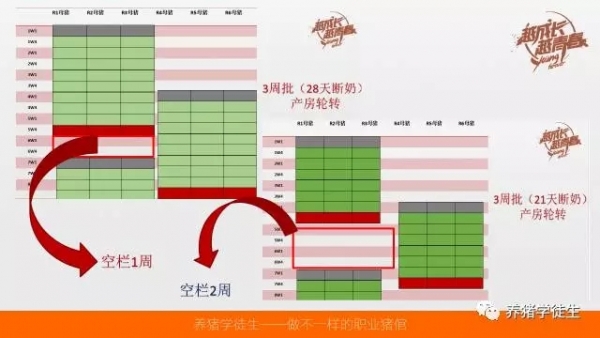 養(yǎng)豬技術(shù)吧：不同批次模式比較