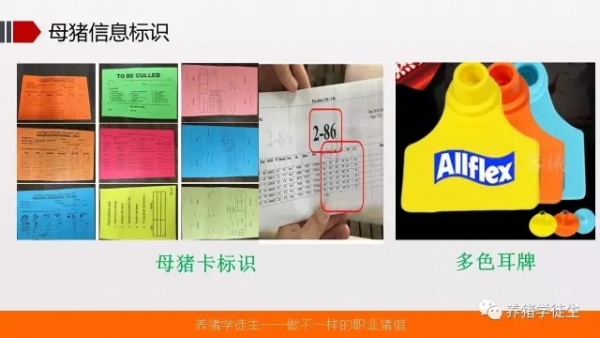 養(yǎng)豬技術(shù)吧：可視化體系建立