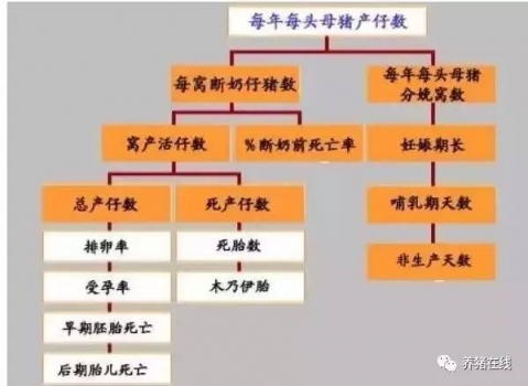 為什么母豬的產(chǎn)仔數(shù)少？