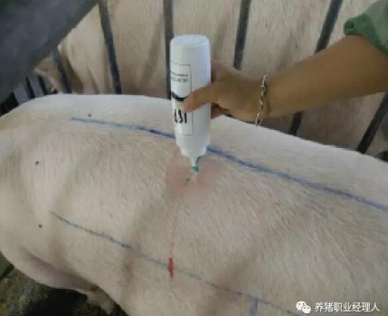 必修課 | 背膘測(cè)定的原理及方法