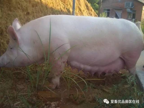 如何避免懷孕母豬出現(xiàn)不吃食現(xiàn)象？