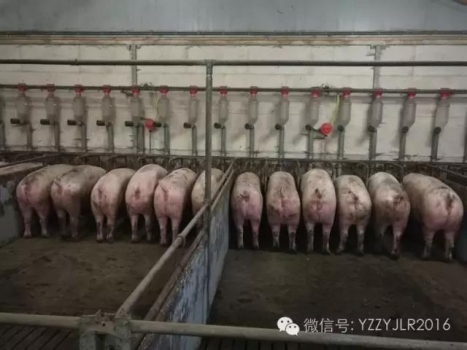 夏季母豬產(chǎn)前不食怎么辦？