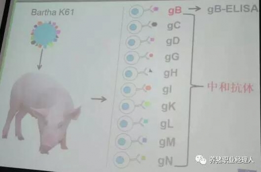 科技前沿 | 知道后備母豬在豬場內(nèi)轉(zhuǎn)陽究竟什么地方出了錯嗎？