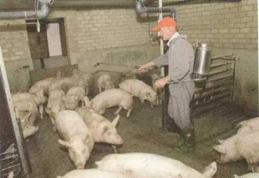 育肥豬內(nèi)部生物安全的注意要點！