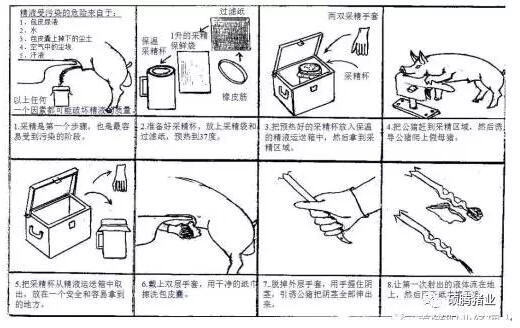 繁殖與育種 | 干貨！圖文解說(shuō)影響豬精液質(zhì)量的操作技巧和影響豬精液保存的關(guān)鍵因素！