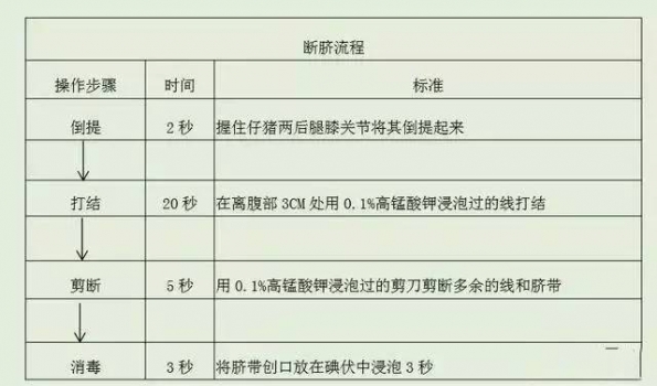 仔豬斷臍四大忌！