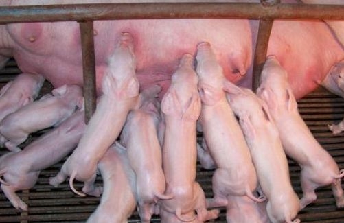 初生仔豬如何過(guò)好出生關(guān)及哺乳關(guān)？