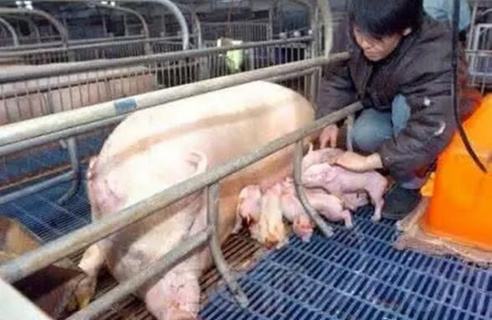 母豬羊水破，不產(chǎn)豬應(yīng)如何處理?