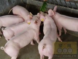 后備母豬不發(fā)情咋辦？