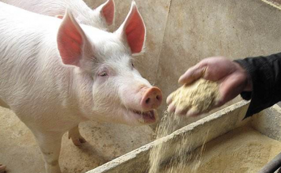 如何防止飼料中的交叉污染？