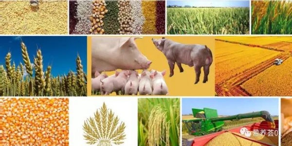 哺乳母豬及種公豬的營養(yǎng)需要與推薦標(biāo)準(zhǔn)（荷蘭CVB標(biāo)準(zhǔn)，譯）