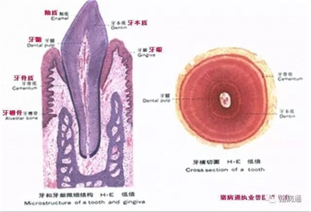 如何對仔豬科學的斷牙？
