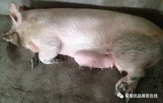 母豬乳房炎怎么治，用什么藥？