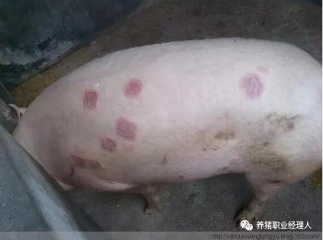 技術(shù)講座 | 病豬尸體解剖的重要意義
