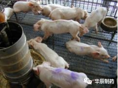 副豬怎么防控？可以凈化嗎？