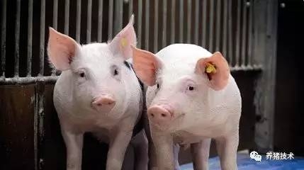 正確淘汰母豬表?。? width=