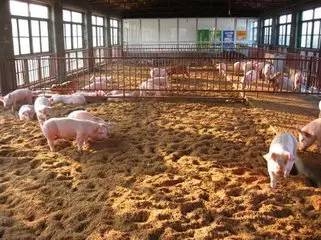【糞污處理】低成本有效的處理豬場(chǎng)污糞和尿場(chǎng)