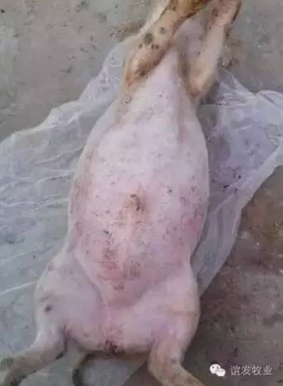 當前急性脹氣死亡豬的急救和預防方法