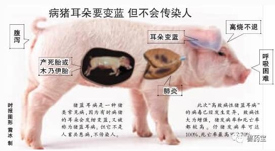 最全的豬藍耳病知識，全是干貨！
