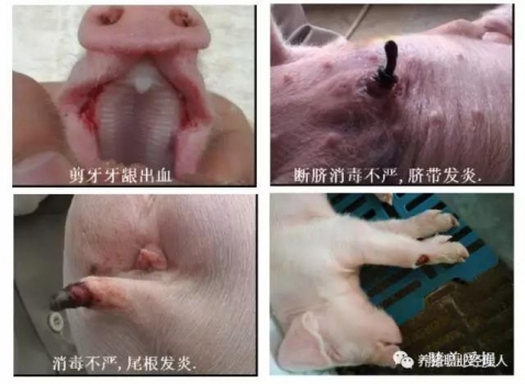 批次生產(chǎn) | 三周批生產(chǎn)之產(chǎn)房管理流程（年出欄12萬(wàn)頭場(chǎng)）