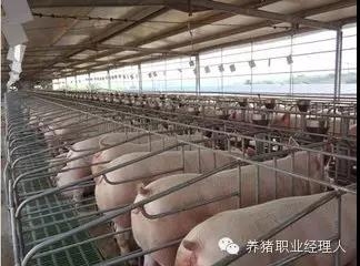 豬場(chǎng)工作程序與流程制定至關(guān)重要（1）