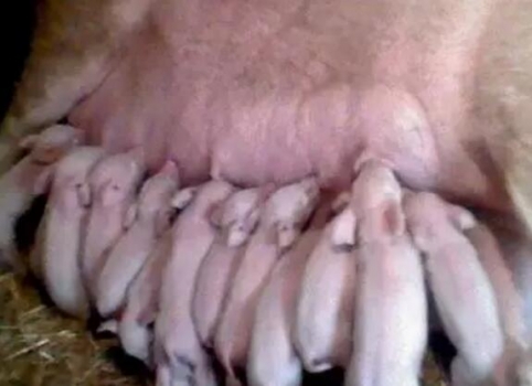 母豬產(chǎn)完仔豬后三天消炎保健針