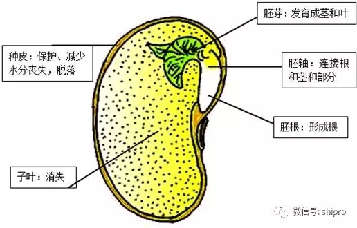 膨化大豆的認(rèn)識(shí)與應(yīng)用