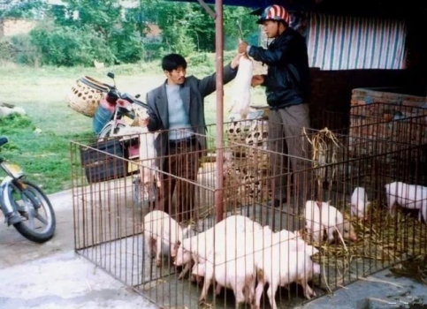 是否有適合農(nóng)村自繁自養(yǎng)的免疫程序？