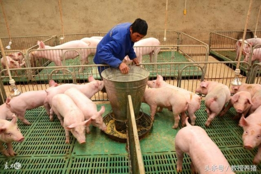 仔豬斷奶后腹瀉如何預(yù)防？