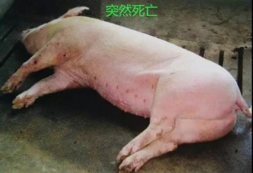 豬突發(fā)喘氣死亡，兇手到底是誰(shuí)？