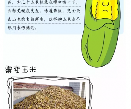 必須知道的什么樣的玉米喂豬最好_19.png