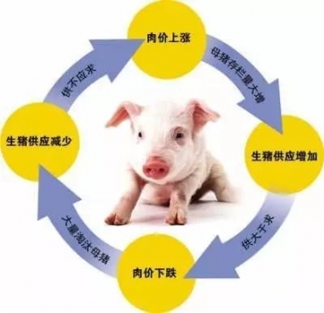 豬友的出欄策略與豬價(jià)的關(guān)系！