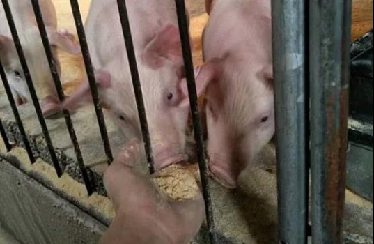 冬季4個(gè)小改變，提高飼料利用率