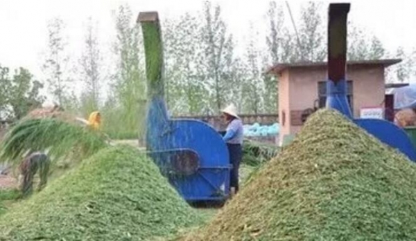 養(yǎng)豬成本高怎么辦？使用牧草可代替50%的飼料