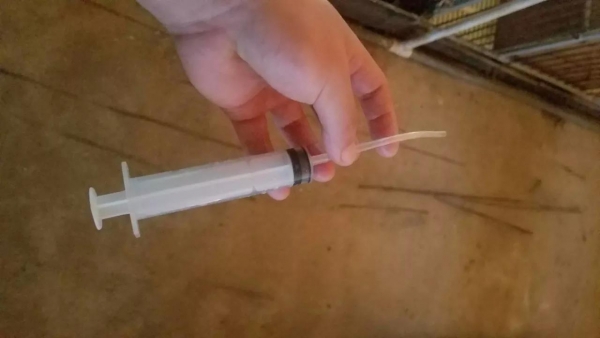 加個引流管，小豬灌奶、灌藥變得如此簡單