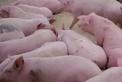 黃膘肉成因、鑒定處理及預(yù)防措施