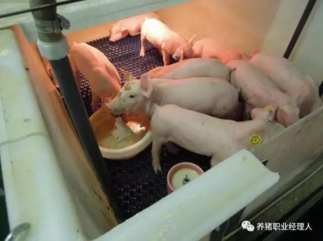技術(shù)控 | 當(dāng)前對(duì)豬流行性腹瀉(PED)最有效措施
