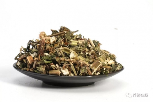 益母草對母豬的好處有哪些？