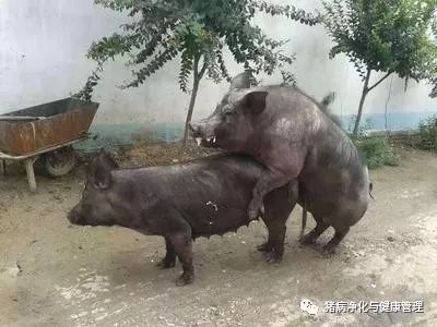 現(xiàn)在的豬為什么越來(lái)越難養(yǎng)？